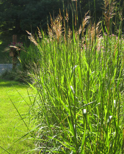 Photo of Sorhastrum nutans within a modern and dynamic rain garden designed and installed by John Kamp of Prairieform.