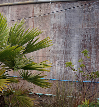 A vacant lot in San Francisco overflowing with palm trees and other kinds of plant life.