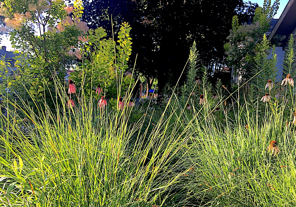Prairieform's first Climatescape (aka irrigation-free landscape), installed in Minneapolis