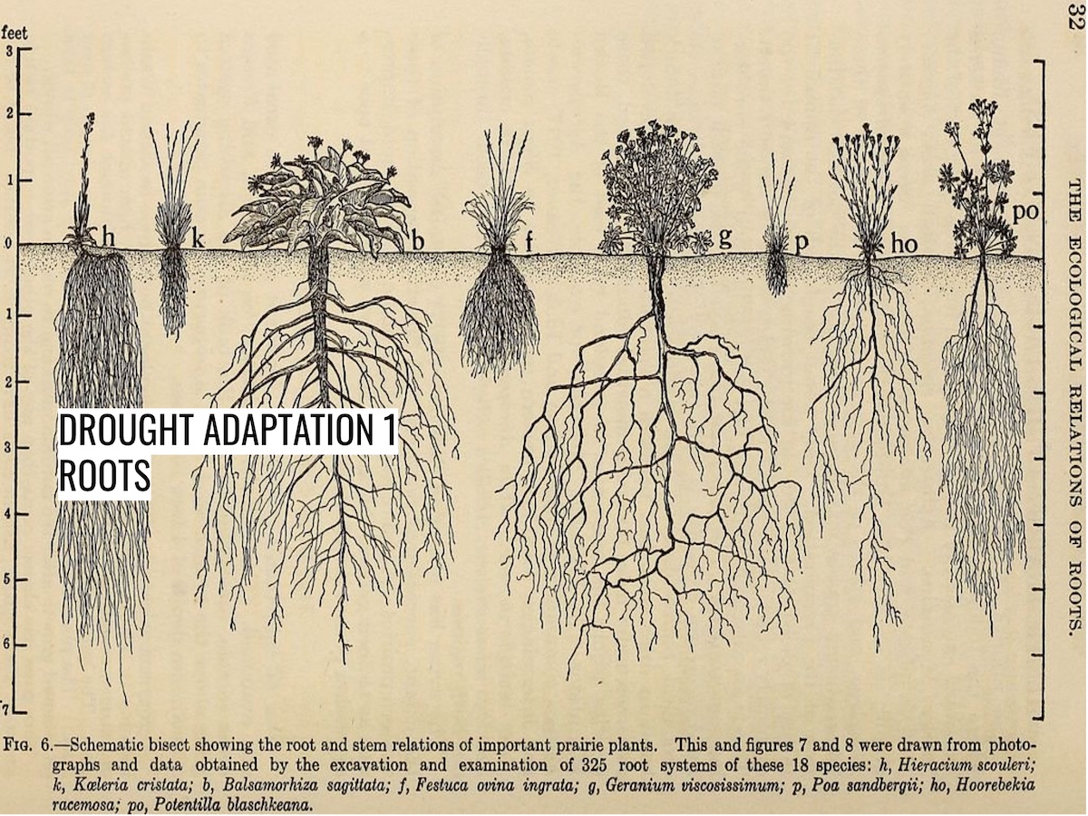 Diagram of the root depth of various plants.