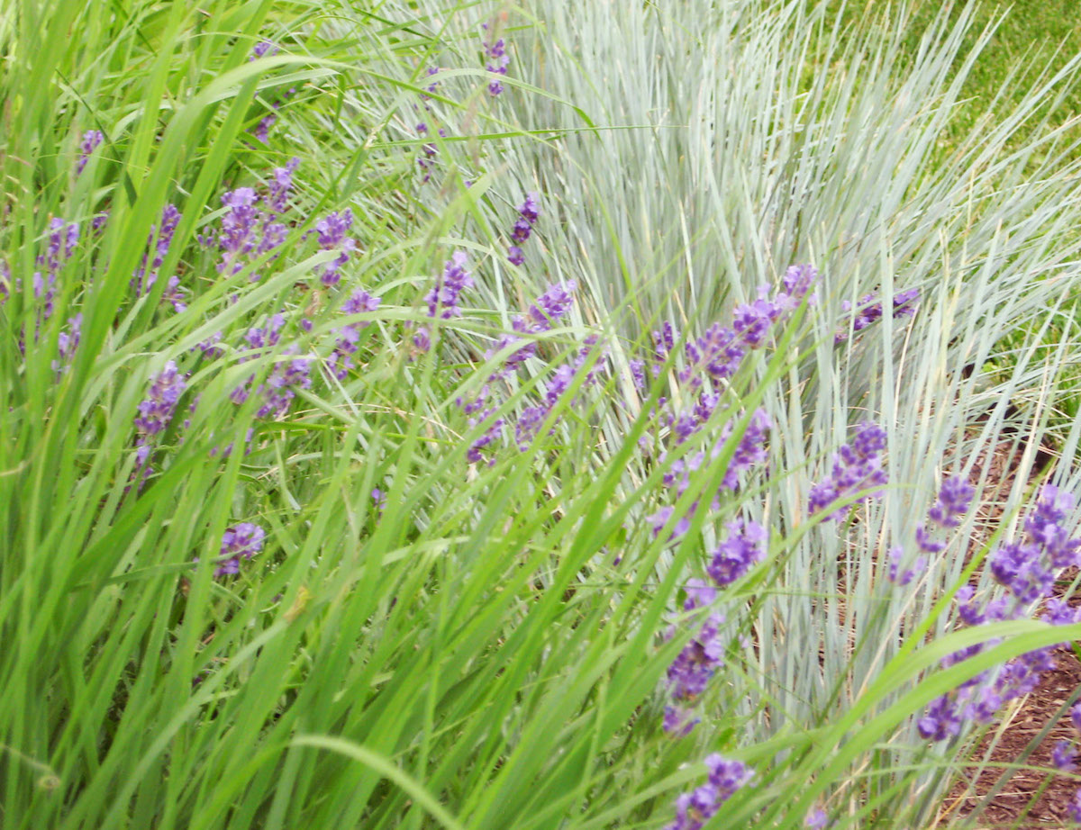 Plants in the Swoosh landscape, lavender, blue oat grass, and side-oats grama grass.