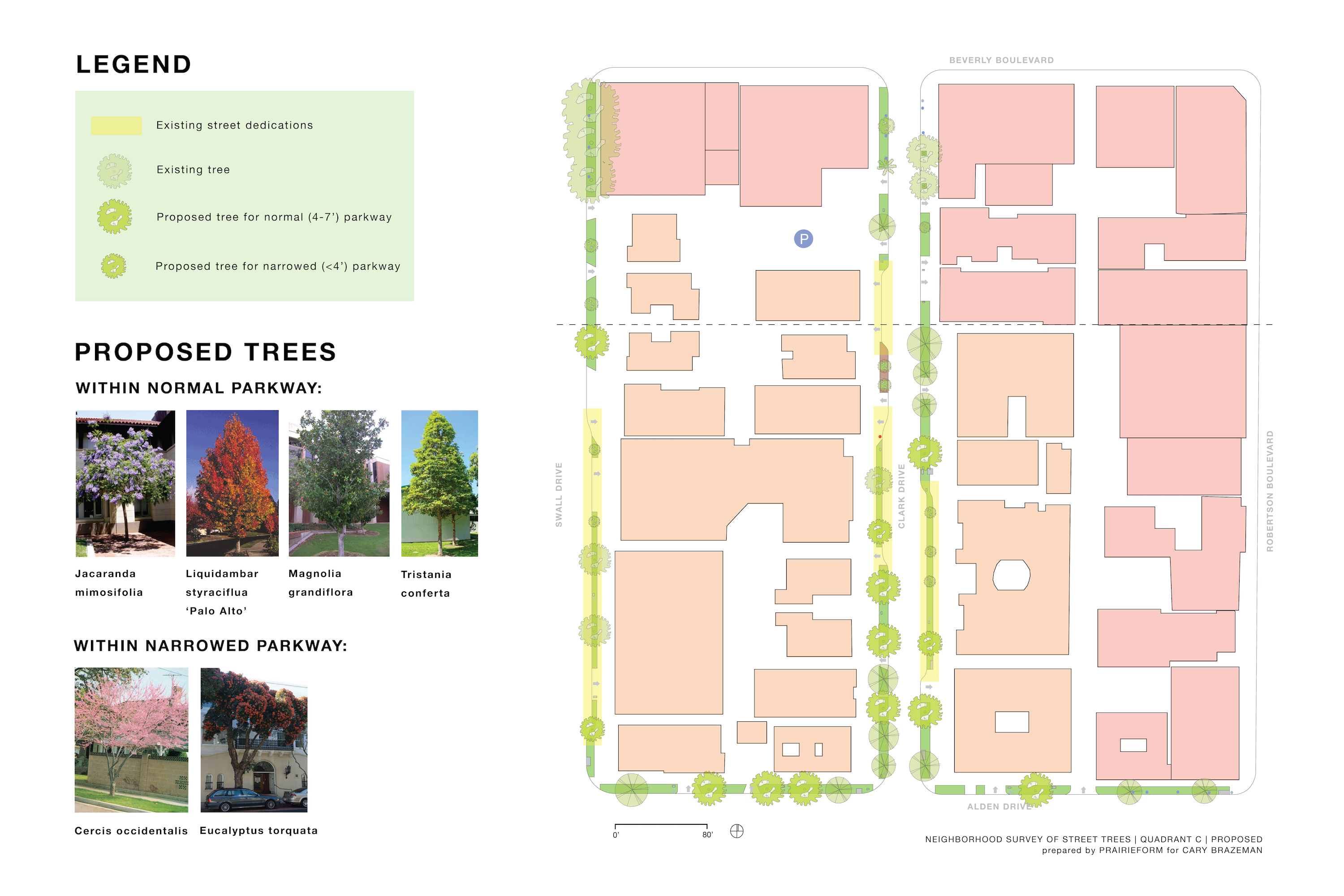 One of the quadrants of the street-tree survey showing where new trees can be planted.