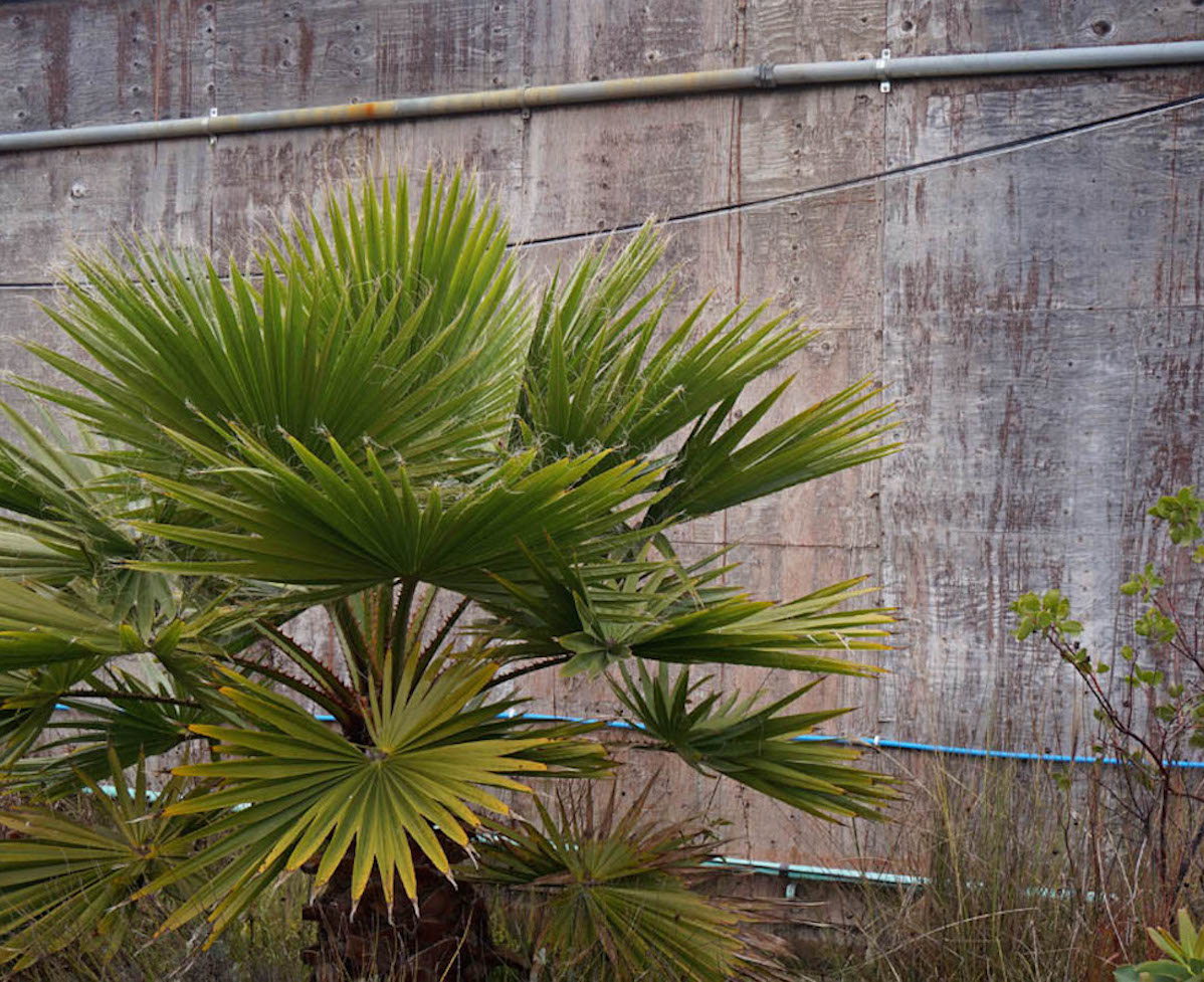 Plants including palm trees growing within a vacant space in San Francisco.