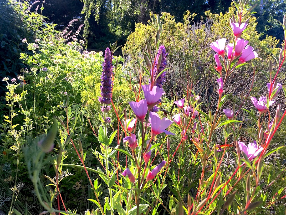 Nepeta tuberosa and clarkia in bloom in the Oakland irrigation-free landscape.